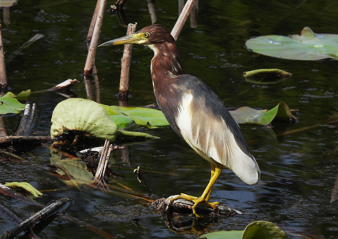 Ardeola bacchus First record ever for Israel. We are excited, since this bird&#039;s normal range is the far east. Ardeola bacchus,Chinese pond heron,Geotagged,Israel,Spring
