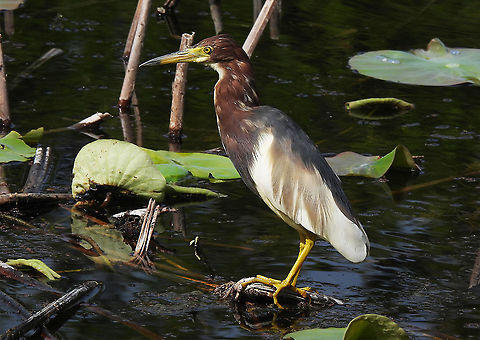 Ardeola bacchus First record ever for Israel. We are excited, since this bird's normal range is the far east. Ardeola bacchus,Chinese pond heron,Geotagged,Israel,Spring