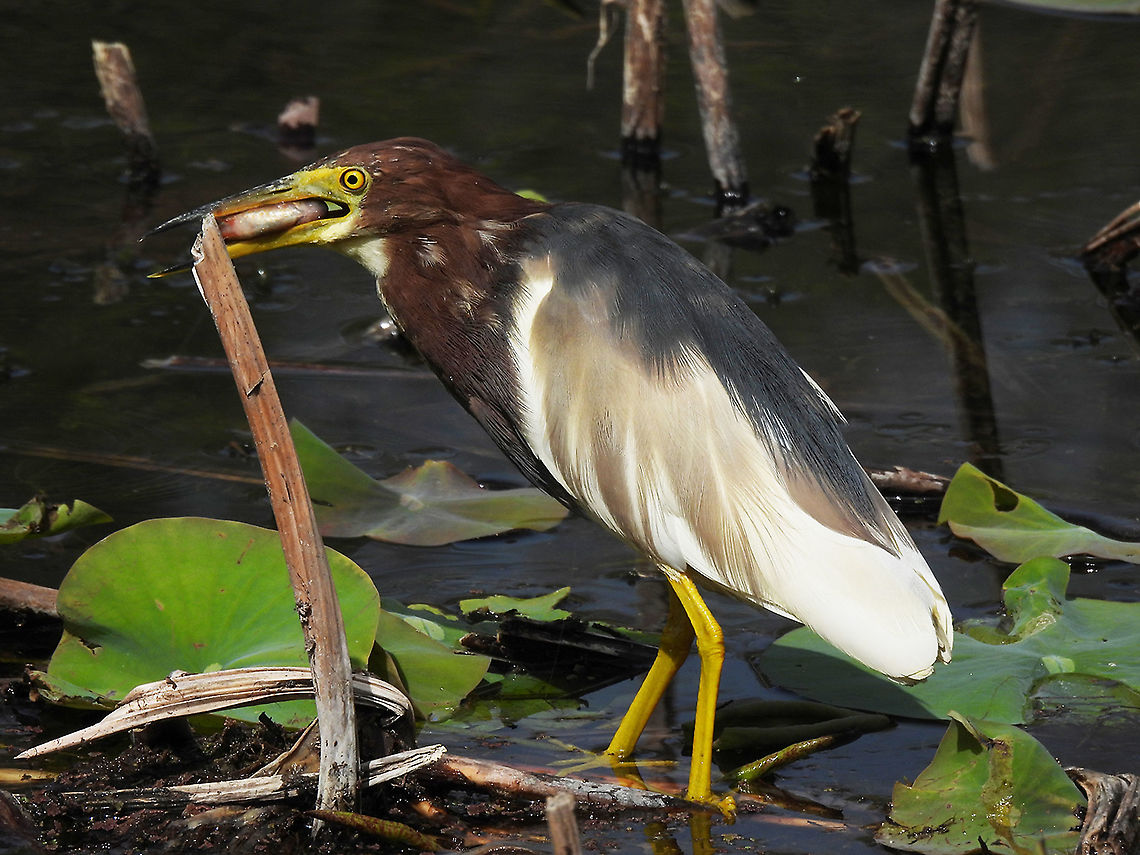 Ardeola bacchus First record ever for Israel. We are excited, since this bird&#039;s normal range is the far east. Ardeola bacchus,Chinese pond heron,Geotagged,Israel,Spring