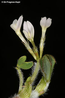 Trifolium subterraneum  Geotagged,Spring,Subterranean clover,Trifolium subterraneum