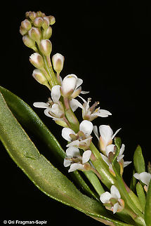 Lepidium spinosum  Geotagged,Lepidium spinosum,Spring