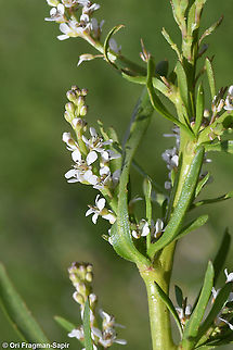 Lepidium spinosum  Geotagged,Lepidium spinosum,Spring