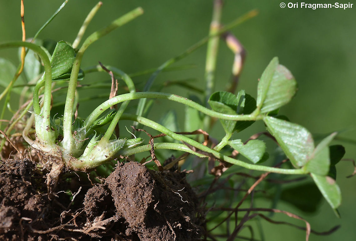 Trifolium suffocatum  Geotagged,Spring,Trifolium suffocatum