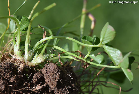 Trifolium suffocatum