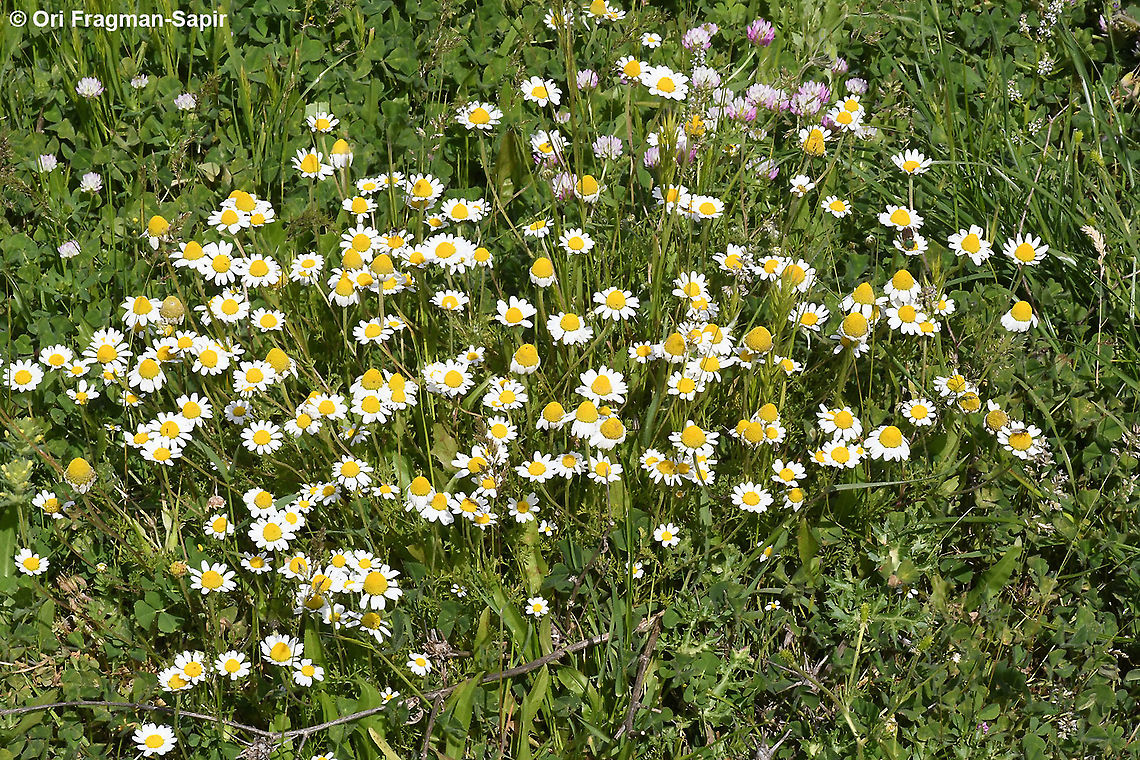 Anthemis haussknechtii  Anthemis haussknechtii,Geotagged,Spring