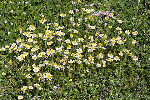 Anthemis haussknechtii