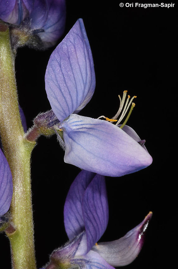 Lupinus angustifolius  Geotagged,Lupinus angustifolius,Narrow-leaved lupine,Spring