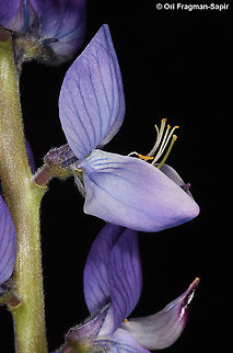 Lupinus angustifolius  Geotagged,Lupinus angustifolius,Narrow-leaved lupine,Spring