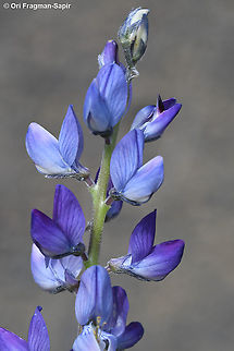 Lupinus angustifolius  Geotagged,Lupinus angustifolius,Narrow-leaved lupine,Spring