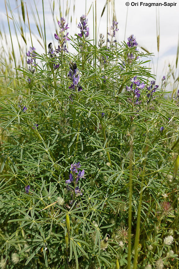 Lupinus angustifolius  Geotagged,Lupinus angustifolius,Narrow-leaved lupine,Spring