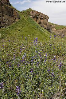 Lupinus angustifolius  Geotagged,Lupinus angustifolius,Narrow-leaved lupine,Spring