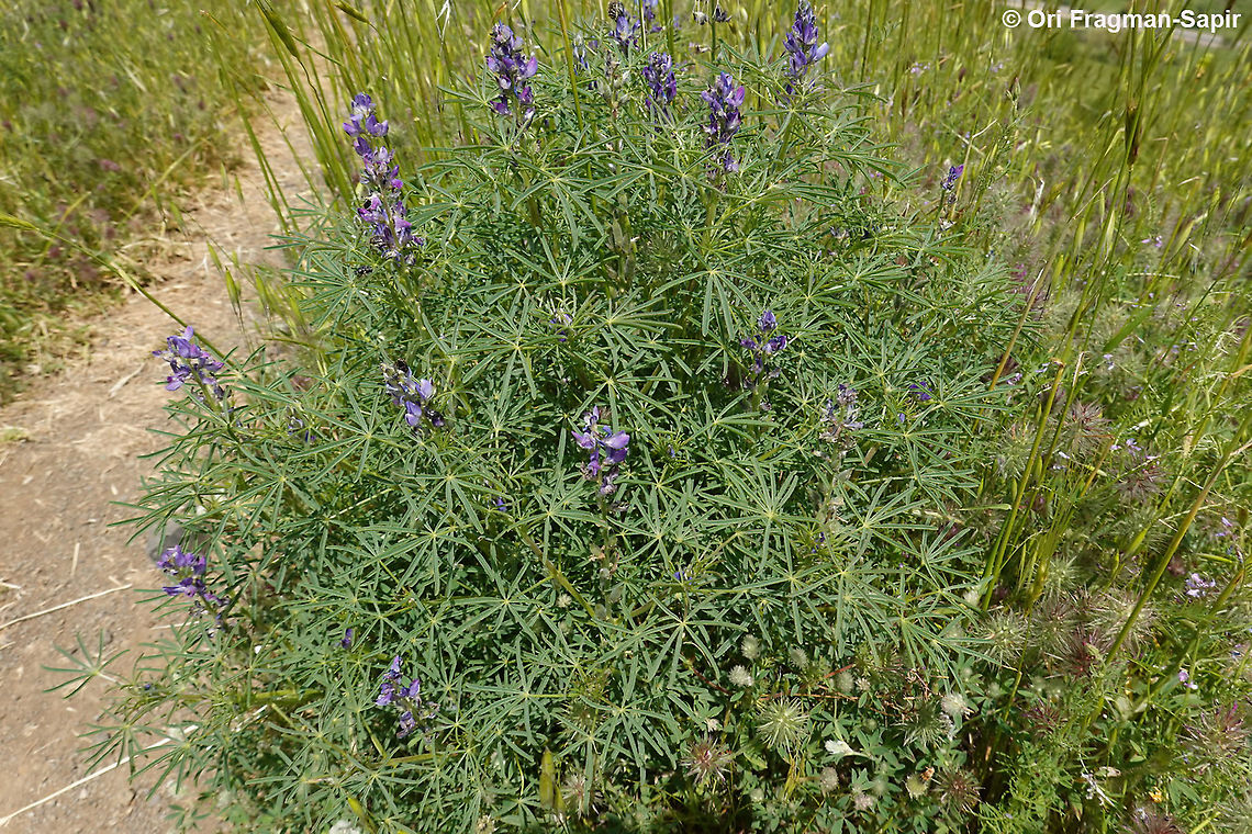 Lupinus angustifolius  Geotagged,Lupinus angustifolius,Narrow-leaved lupine,Spring