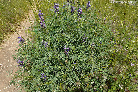 Lupinus angustifolius  Geotagged,Lupinus angustifolius,Narrow-leaved lupine,Spring