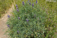 Lupinus angustifolius  Geotagged,Lupinus angustifolius,Narrow-leaved lupine,Spring