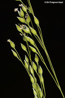 Milium pedicellare  Geotagged,Milium pedicellare,Spring