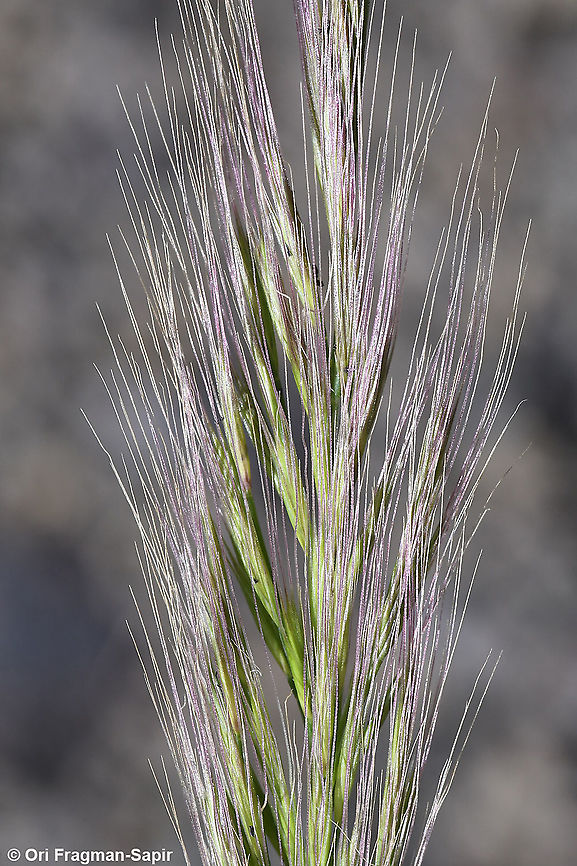 Vulpia muralis  Geotagged,Spring,Vulpia muralis