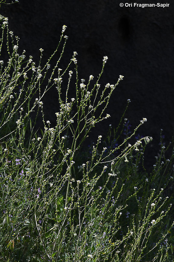 Crambe hispanica  Crambe hispanica,Geotagged,Spring