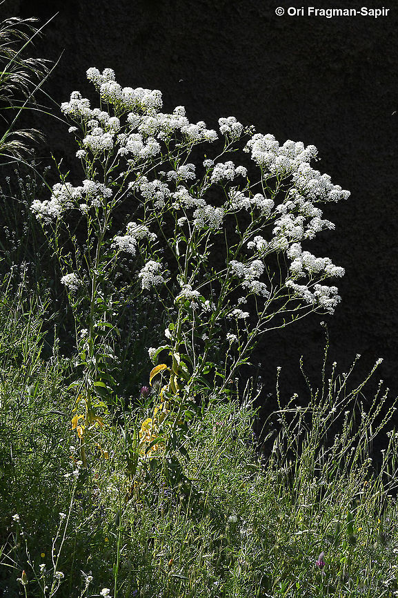 Peltaria angustifolia  Geotagged,Peltaria angustifolia,Spring