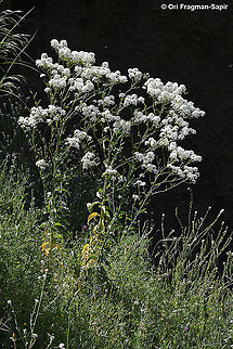 Peltaria angustifolia  Geotagged,Peltaria angustifolia,Spring