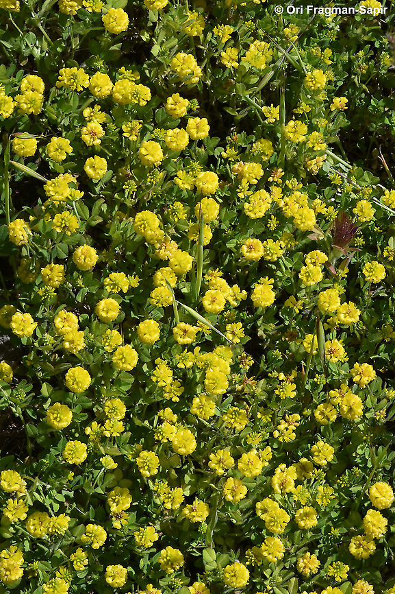 Trifolium campestre  Geotagged,Hop Trefoil,Spring,Trifolium campestre