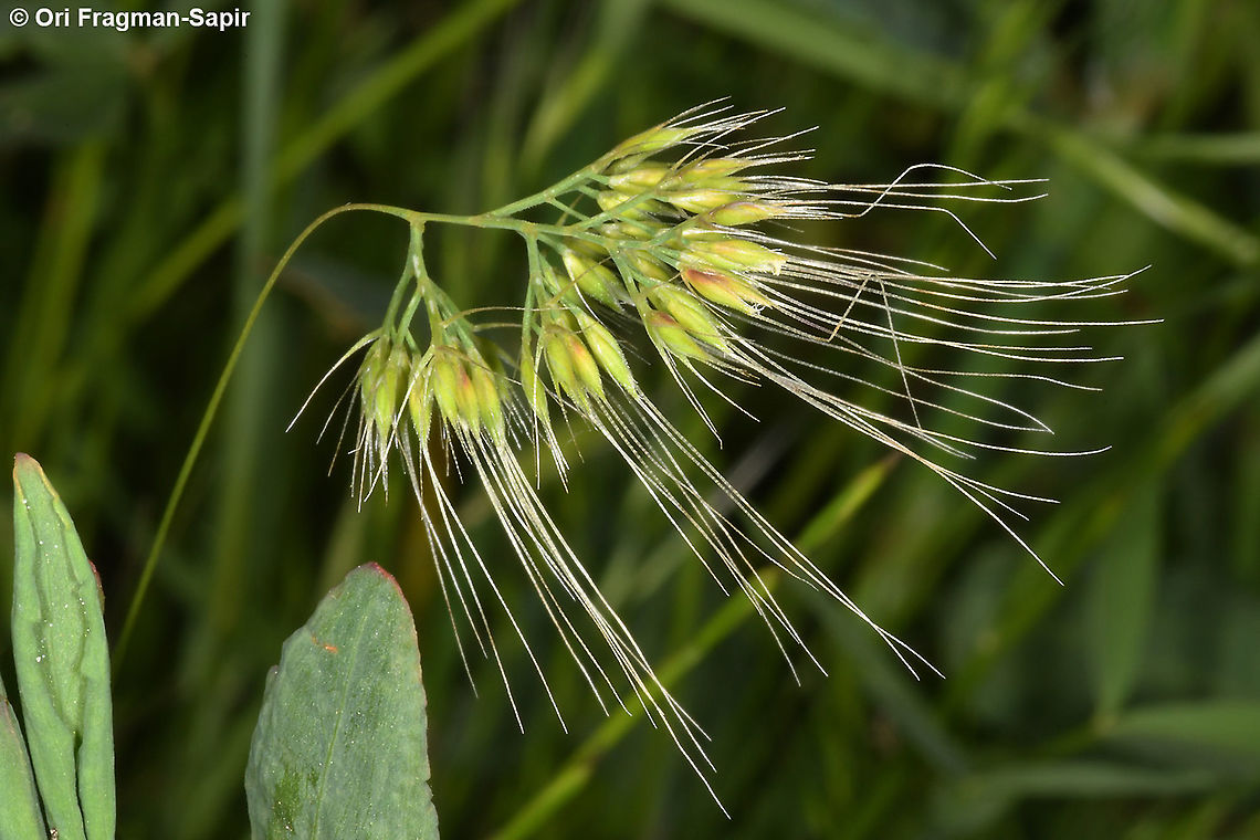Cynosurus effusus  Cynosurus effusus,Geotagged,Spring