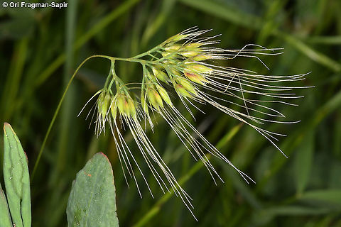 Cynosurus effusus  Cynosurus effusus,Geotagged,Spring