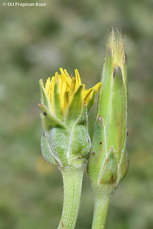 Scorzonera syriaca  Geotagged,Scorzonera syriaca,Spring