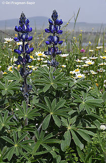 Lupinus pilosus  Geotagged,Lupinus pilosus,Spring
