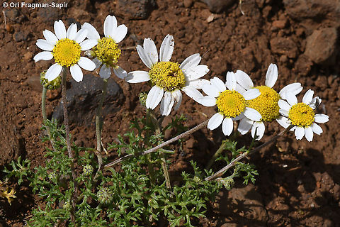 Anthemis haussknechtii  Anthemis haussknechtii,Geotagged,Spring
