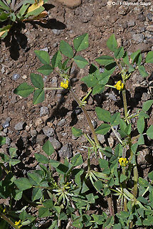 Trigonella monspeliaca  Geotagged,Spring,Trigonella monspeliaca