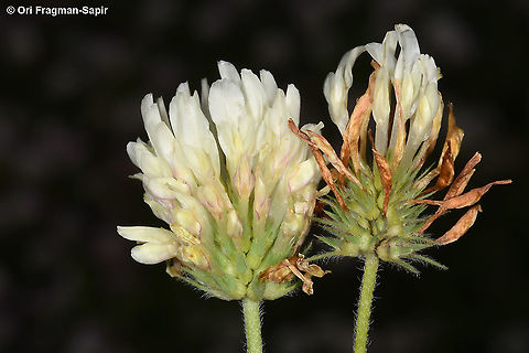 Trifolium plebeium  Geotagged,Spring,Trifolium plebeium