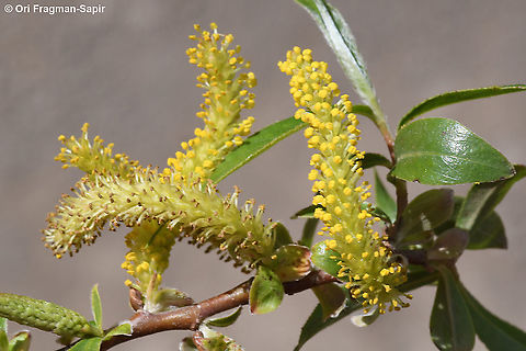 salix acmophylla  Geotagged,Salix acmophylla,Spring,salix acmophylla