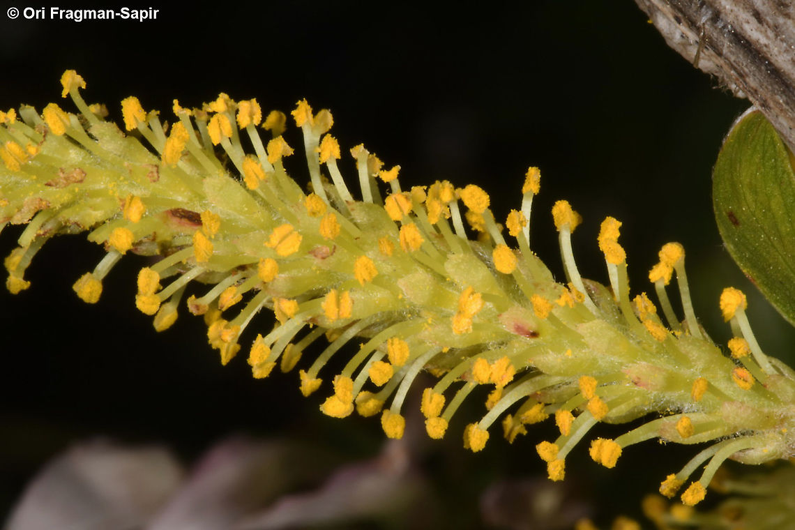 salix acmophylla  Geotagged,Salix acmophylla,Spring,salix acmophylla