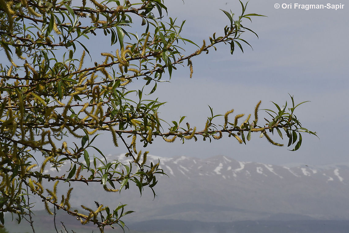 salix acmophylla  Geotagged,Salix acmophylla,Spring,salix acmophylla