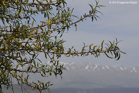 salix acmophylla  Geotagged,Salix acmophylla,Spring,salix acmophylla