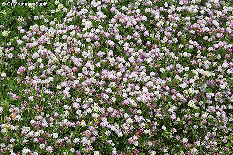 Trifolium glanduliferum  Geotagged,Spring,Trifolium glanduliferum