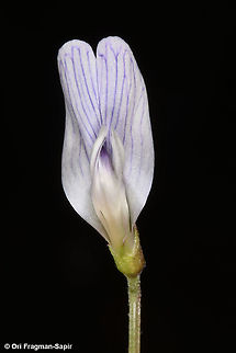 Vicia articulata  Geotagged,Spring,Vicia articulata