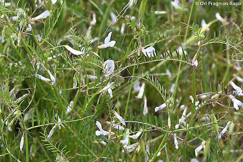 Vicia articulata  Geotagged,Spring,Vicia articulata