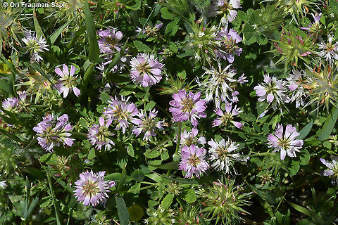 Trigonella lilacina  Geotagged,Spring,Trigonella lilacina