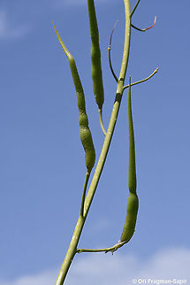 Raphanus pugioniformis  Geotagged,Raphanus pugioniformis,Spring