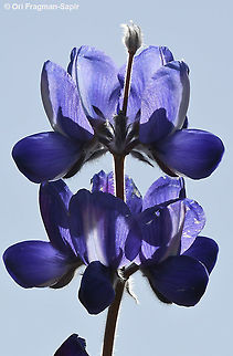 Lupinus pilosus  Geotagged,Lupinus pilosus,Spring