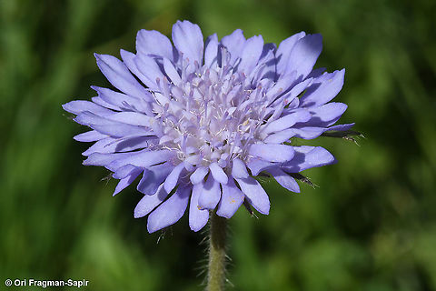 Knautia integrifolia