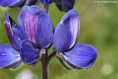Lupinus pilosus  Geotagged,Lupinus pilosus,Spring