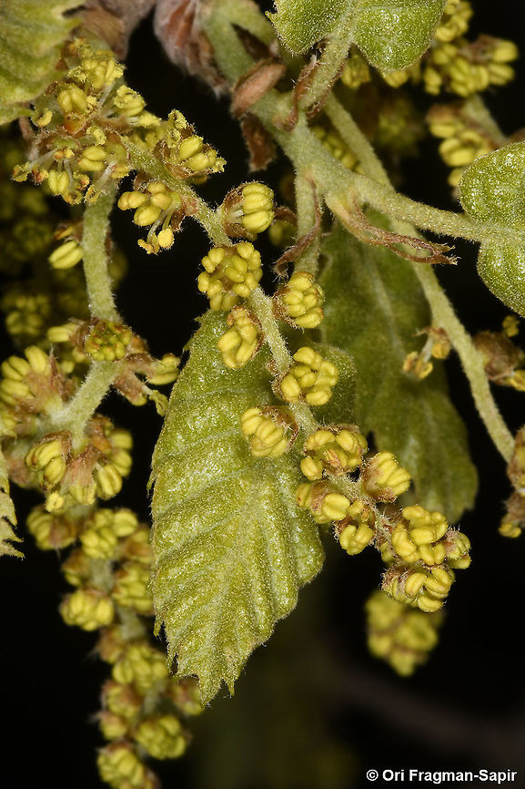 Quercus boissieri  Aleppo oak,Geotagged,Quercus infectoria,Spring