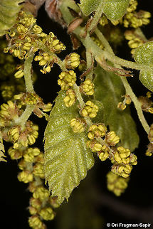 Quercus boissieri  Aleppo oak,Geotagged,Quercus infectoria,Spring