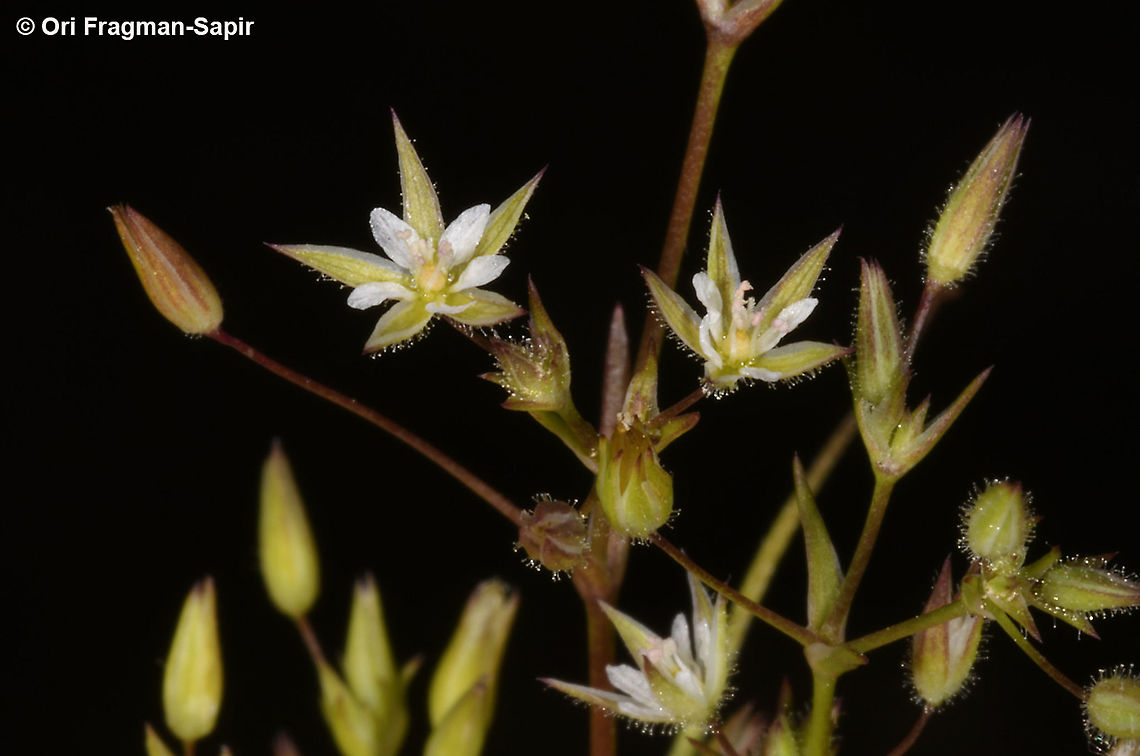 Sabulina tenuifolia  Geotagged,Sabulina tenuifolia,Spring