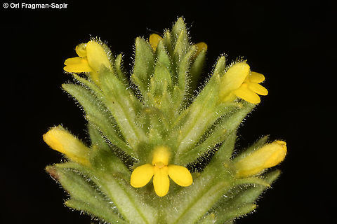 Parentucellia latifolia  Broadleaf Glandweed,Geotagged,Parentucellia latifolia,Spring