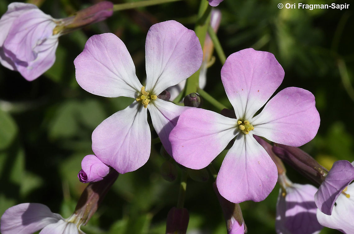 Raphanus pugioniformis  Geotagged,Raphanus pugioniformis,Spring