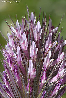 Trifolium dasyurum  Eastern Star Clover,Geotagged,Spring,Trifolium dasyurum