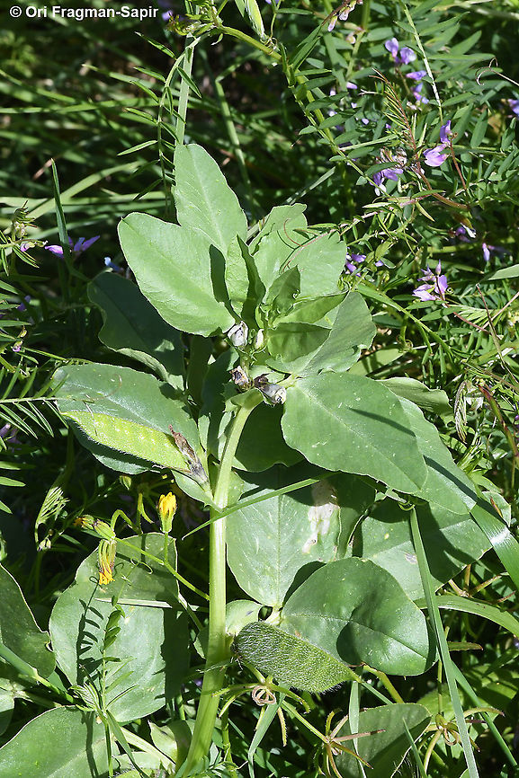 Vicia galilaea  Geotagged,Spring,Vicia galilaea